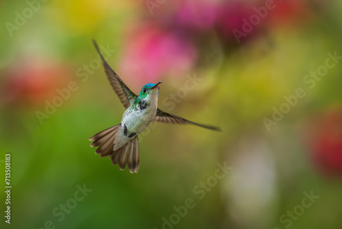 The Andean emerald (Uranomitra franciae), hummingbird, green and white bird found at forest edge, woodland, gardens and scrub in the Andes of Colombia, Ecuador. photo