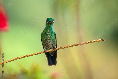 The green-crowned brilliant (Heliodoxa jacula) FEMALE, HUMMINBIRD photo