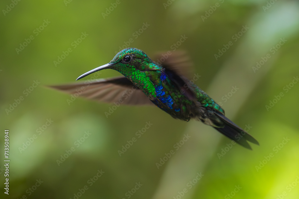 Fototapeta premium Green Crowned Woodnymph - Thalurania colombica hummingbird family Trochilidae, found in Belize and Guatemala to Peru, blue and green shiny bird flying on the colorful flowers background.
