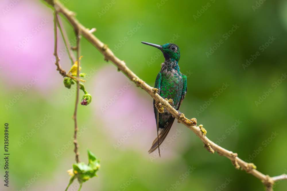 Fototapeta premium Best hummingbird in Ecuador, Costa Rica. Wildlife scene from nature. Birdwatching in South America, Trinidad, Tobago, Panama.
