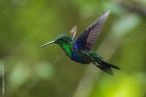Green Crowned Woodnymph - Thalurania colombica hummingbird family Trochilidae, found in Belize and Guatemala to Peru, blue and green shiny bird flying on the colorful flowers background.