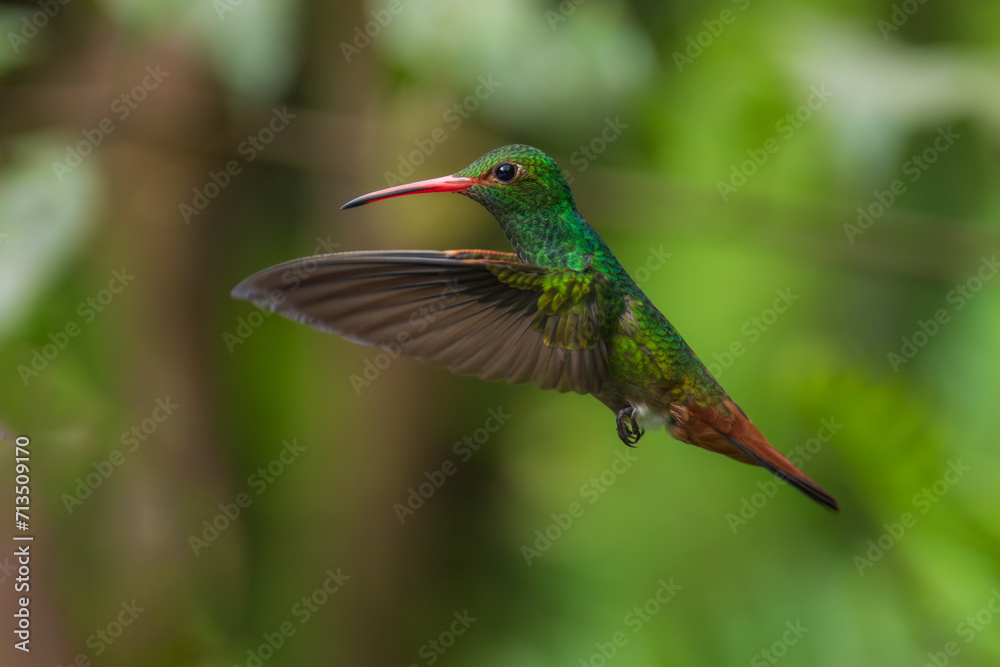 Rufous-tailed hummingbird (Amazilia tzacatl) flying to pick up nectar from a beautiful flower . Action wildlife scene from nature. Rufous-tailed hummingbird (Amazilia tzacatl) flying to pick up nectar from a beautiful flower . Action wildlife scene from nature.