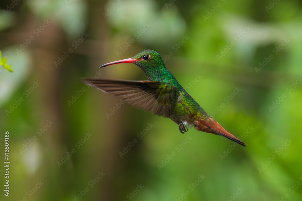 Fototapeta premium Rufous-tailed hummingbird (Amazilia tzacatl) flying to pick up nectar from a beautiful flower . Action wildlife scene from nature.