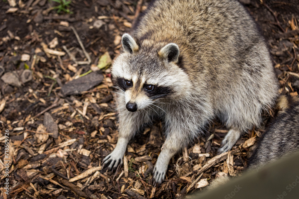 Naklejka premium raccoon on the ground
