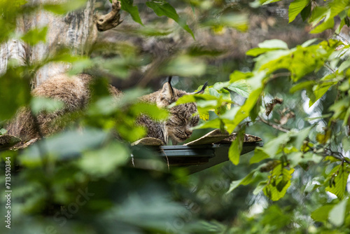 lynx hiding in the branches