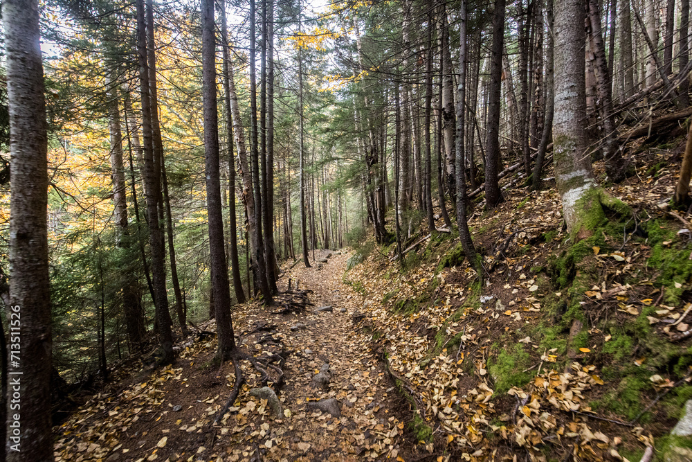 Fototapeta premium path in the forest