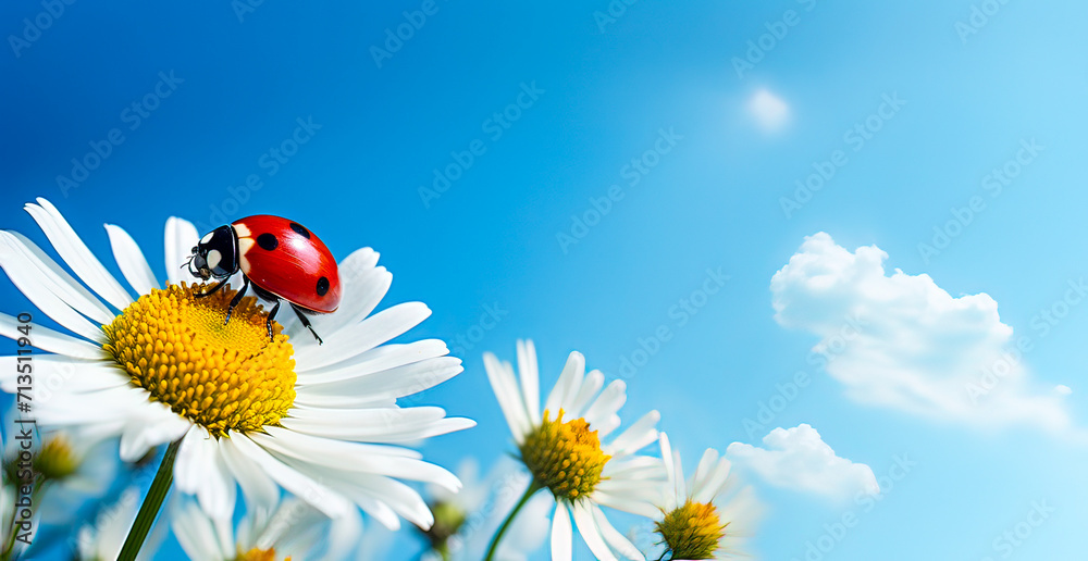 a ladybug in a daisy