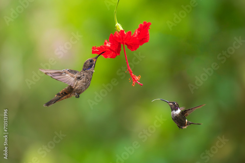 A Brown Violetear hummingbird, Colibri delphinae, flying in the rainforest with wings spread photo