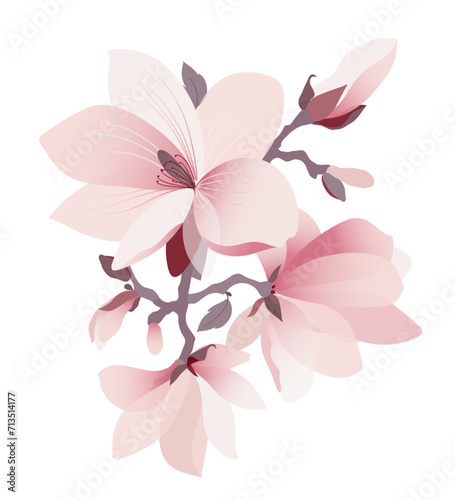 Blossom branch of magnolia flowers. Beautiful pink blossom of magnolia tree. Hand drawn flat illustration on white background