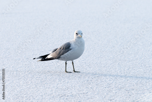 Full length portrait of an adult sea mew (Larus canus) standing on the ice of a lake covered with fresh snow photo