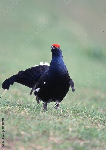 Birkhahn bei der Balz photo