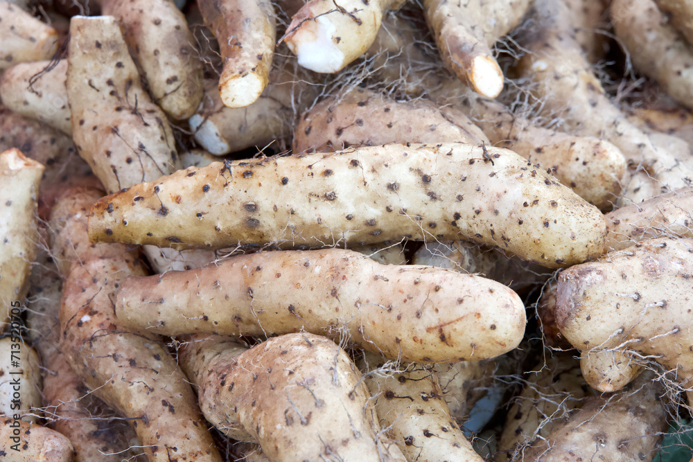 Close up on pile of Nagaimo Yams, also known as Chinese Yams, view from above on display at Farmer's market. Close up on pile of Nagaimo Yams, also known as Chinese Yams, view from above on display at Farmer's market.