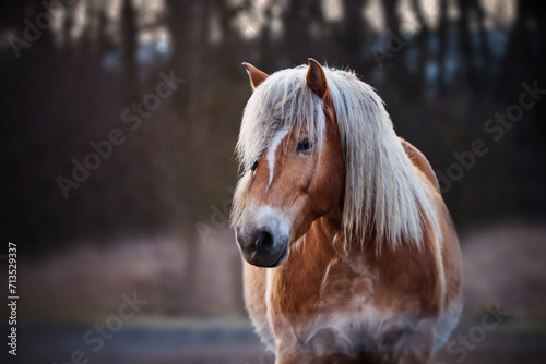 Portrait of beautiful horse in Autumn. photo