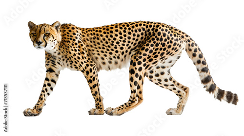 Cheetah Walking Across White Background, Majestic and Graceful Predator in Motion