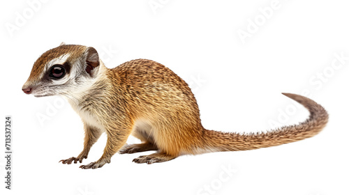 Small Brown and White Animal on White Background