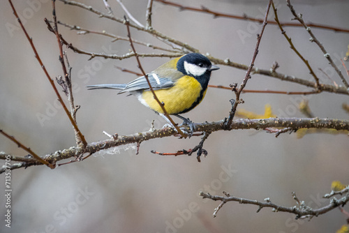A male great Tit sits on the branch without leaves on a cold winter day. 