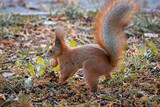 A red squirrel stands on the forest ground with a walnut in its mouth and makes a hole to hide a walnut between leaves. A red squirrel hides a walnut in the ground.