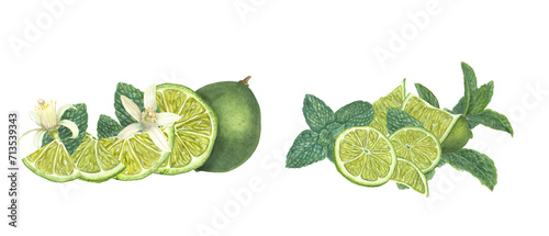 Various ripe lime slices, green mint leaves, citrus flowers. Aromatic herbs and citrus aroma. Fruit set. Botanical illustration for card design, menu, celebration design, cocktail party, flyer, prints