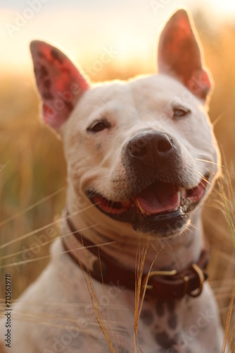 Happy dog © Anne