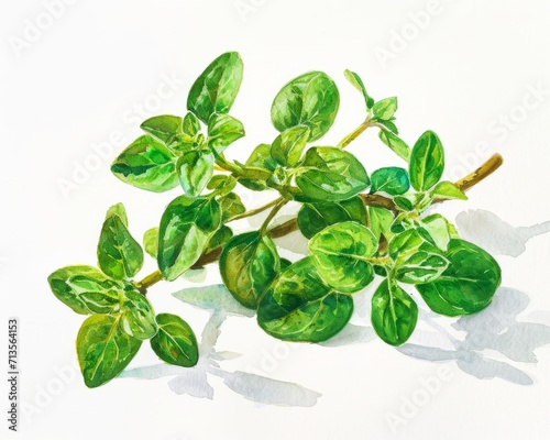 Green Oregano Herb Illustration in Vibrant Watercolo