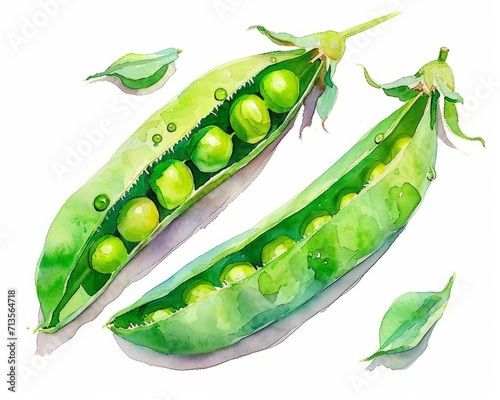 Watercolor Vegetable Pea Illustration on White canvas