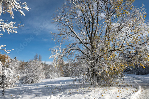 Wallpaper Mural Winter Landscape of South Park in city of Sofia, Bulgaria Torontodigital.ca