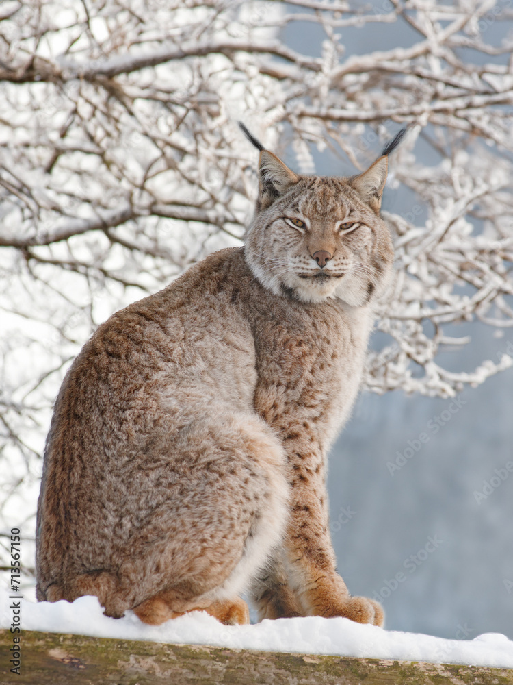 Carpathian lynx against the backdrop of a winter forest Carpathian lynx against the backdrop of a winter forest