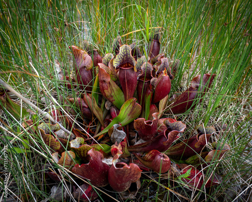 Pitcher Plant in Gros Morne National Park, a Canadian national park and World Heritage Site in Newfoundland. Official flower of Newfoundland and Labrador, carnivorous plants thrives in poor soil. photo