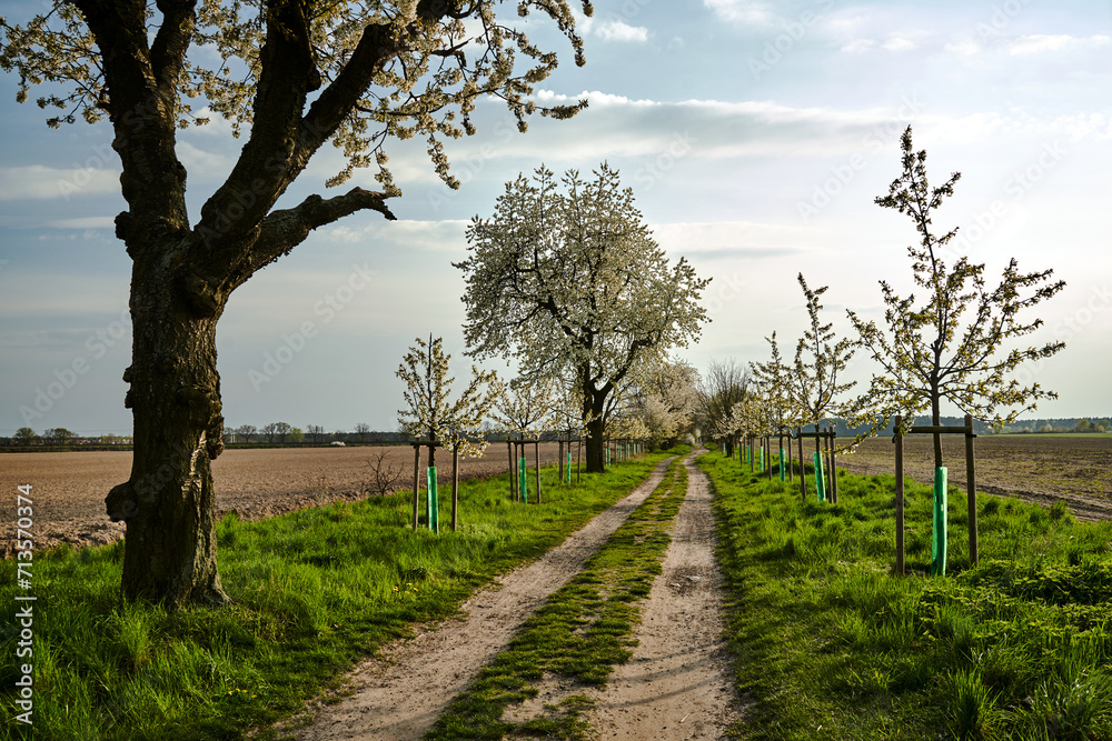Dirt road and white flowering fruit trees in spring Dirt road and white flowering fruit trees in spring