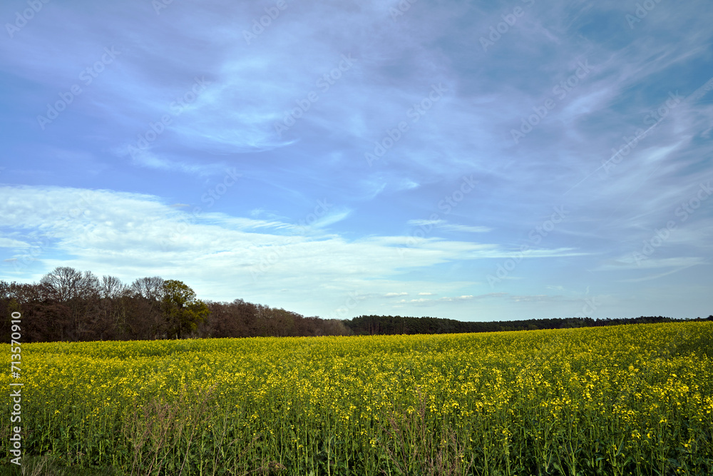 Blooming rapeseed and trees by the road in spring