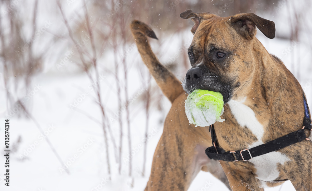 Dog in winter. Chill-Proof Canine Joy: Keeping Your Pet Safe in Winter Wonderland Frolics with a Green Ball in the Snow.  Photography.