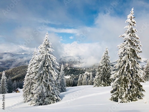 snow covered trees