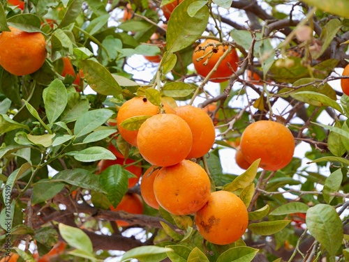 Fruits of bitter orange, sour orange, Seville orange, bigarade orange, or marmalade orange is in a narrow sense (Citrus × aurantium) on a tree, Spain