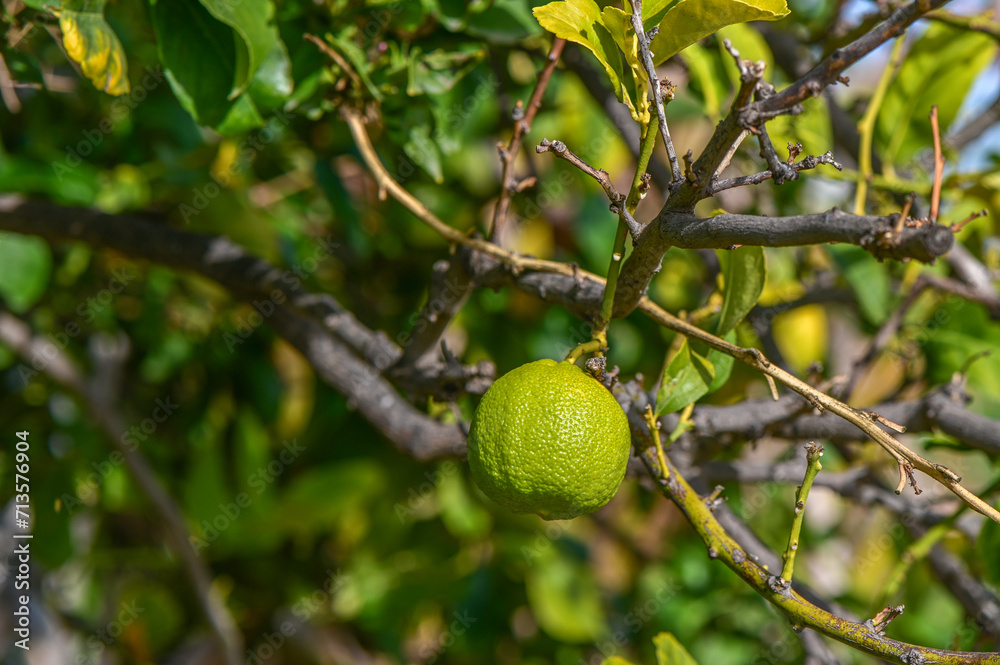 juicy lemons on a tree branch in the Mediterranean 22