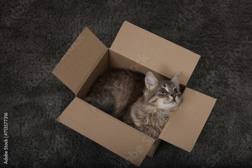 Cute fluffy cat in cardboard box on carpet, above view