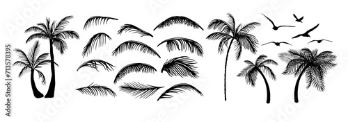 Set of palm tree elements. hand drawing. Not AI. Vector illustration