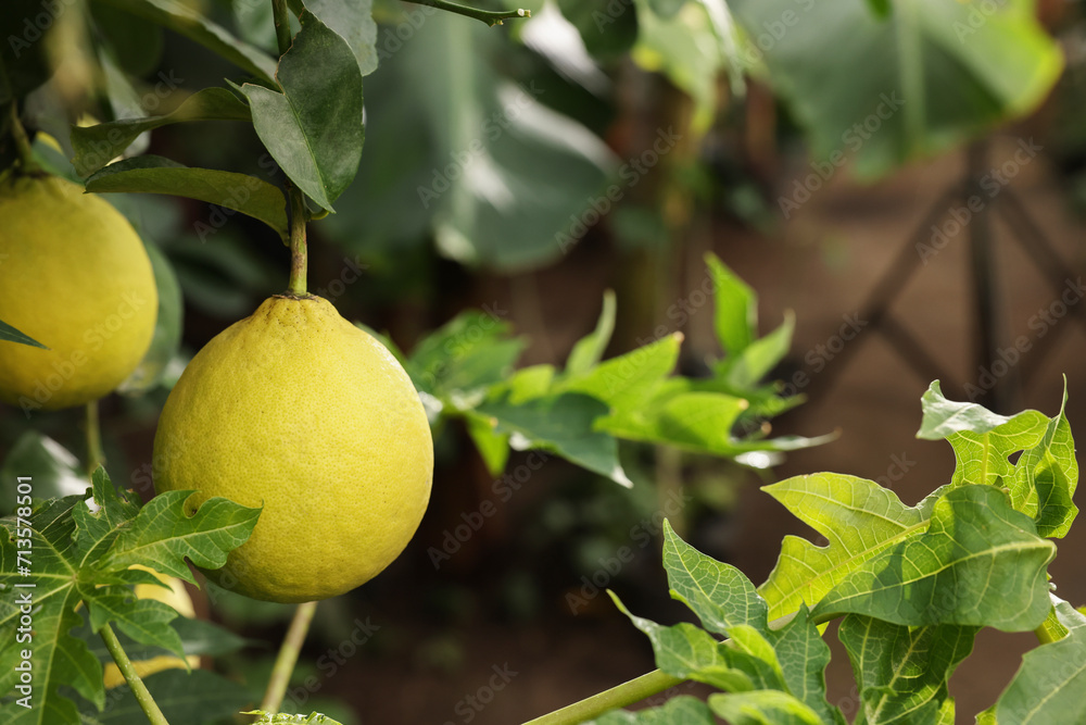Lemon tree with ripe fruits in greenhouse, closeup. Space for text Lemon tree with ripe fruits in greenhouse, closeup. Space for text