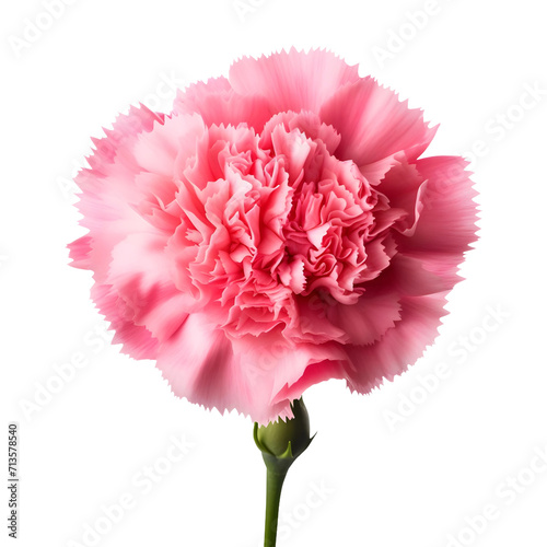 Pink carnation flower isolated on transparent and white background  PNG object