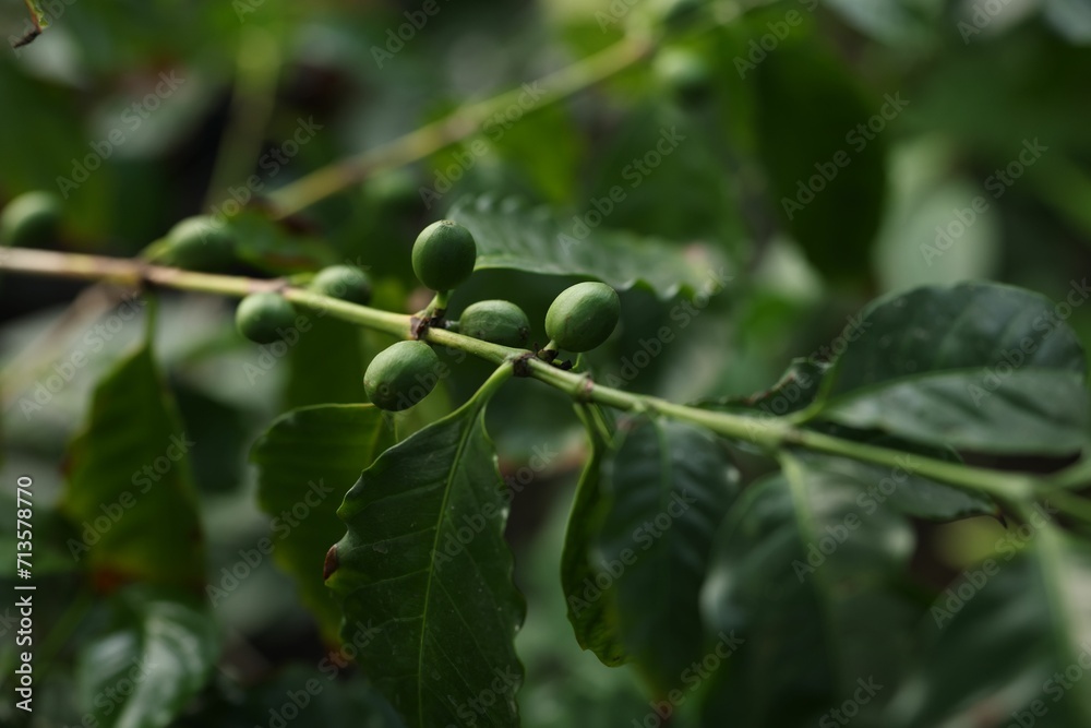 Unripe coffee fruits on tree in greenhouse, closeup Unripe coffee fruits on tree in greenhouse, closeup