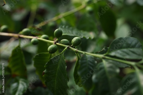 Unripe coffee fruits on tree in greenhouse, closeup