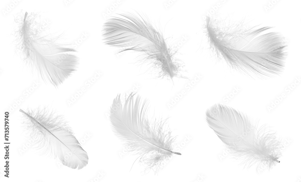 Light feathers isolated on white, collection. Plumage