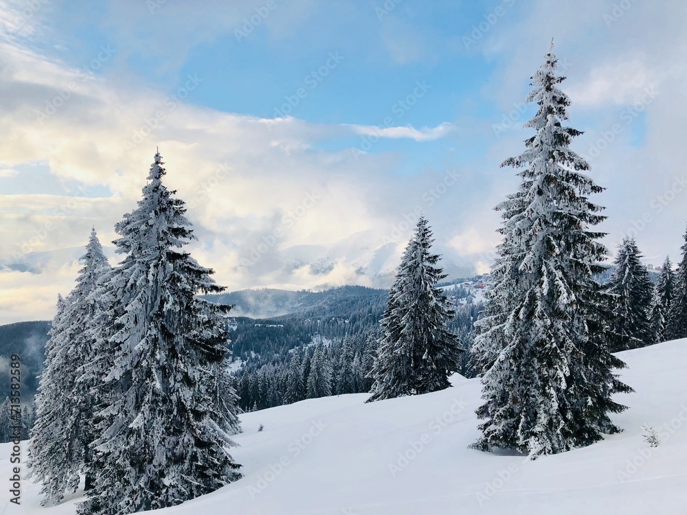 snow covered trees