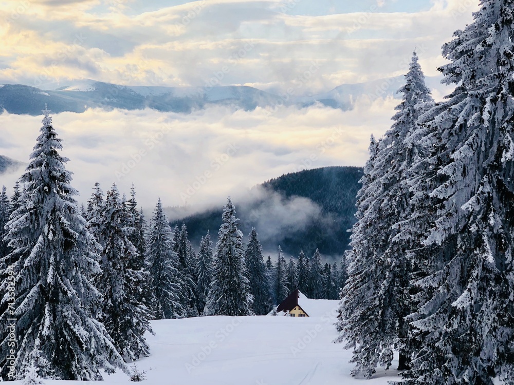 Fototapeta premium snow covered trees