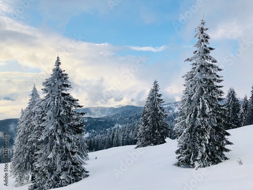 snow covered trees
