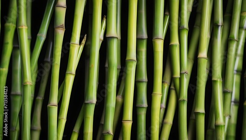 Slim light green bamboo branches background 