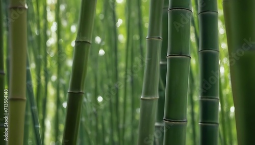 bamboo forest macro background