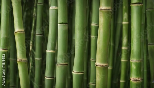 Bamboo trunks macro close-up background 