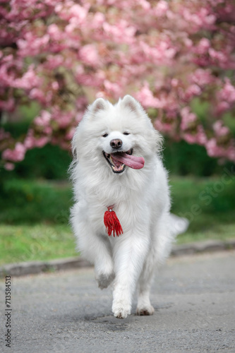 Pink spring blossom with Samoyed. Funny dog running
