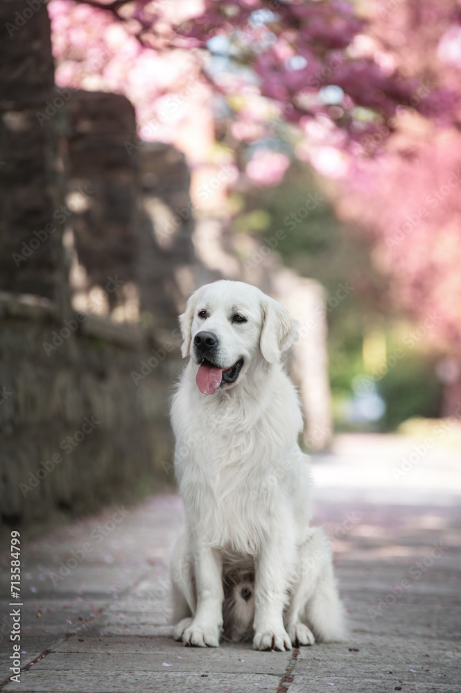 golden retriever in the sping park