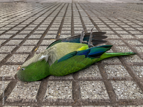 dead monk parakeet (Myiopsitta monachus) on the ground in Buenos Aires photo